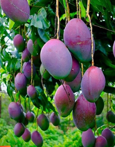 Mango Plants - Kadiyam Nursery